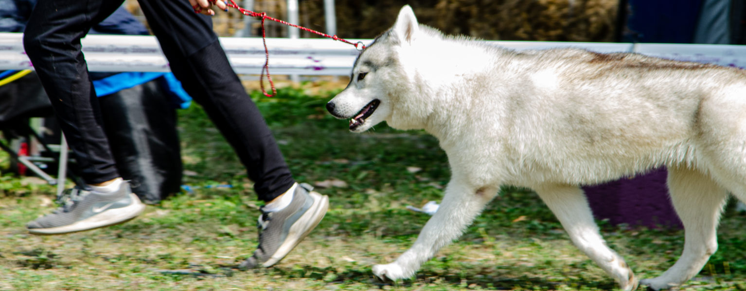 Pet Blitz I Cum își pierde câinele încrederea în tine