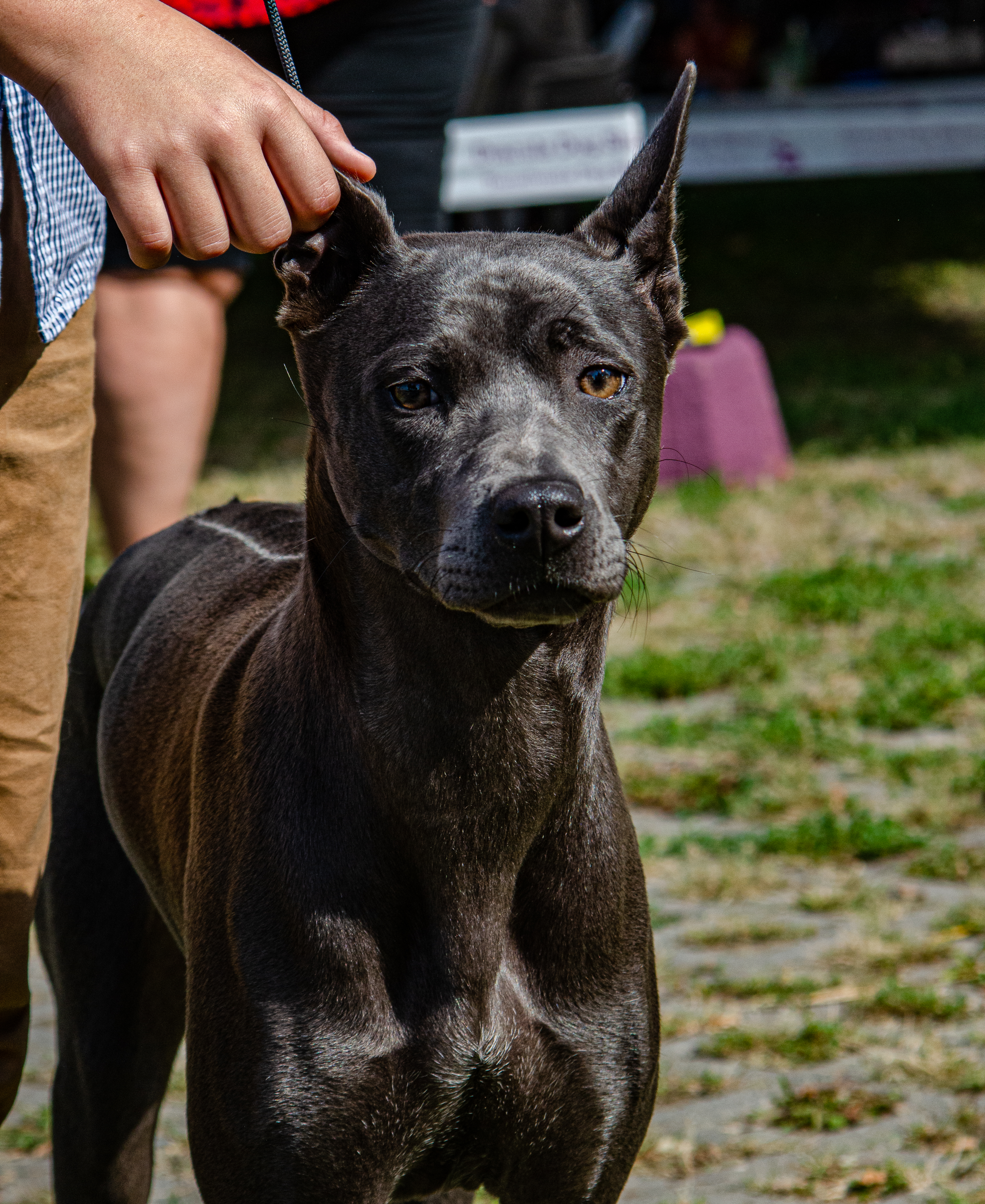 Braşov: Proprietari de câini agresivi, sancţionaţi de Protecţia Animalelor