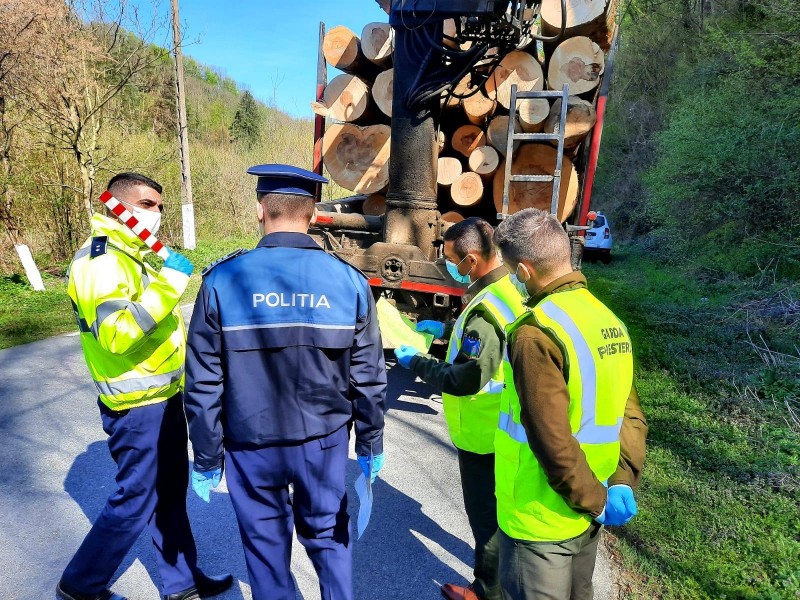 Amenzi și confiscări pentru lemn furat din pădurile Harghitei