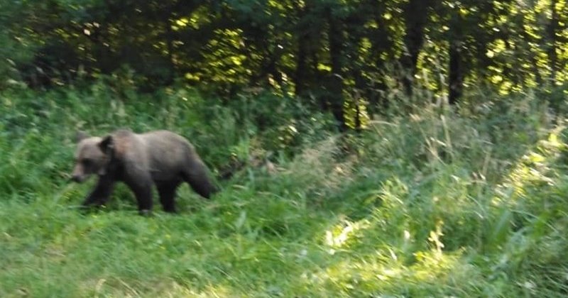 Weekend cu 5 apeluri pentru intervenție la urs, în Harghita