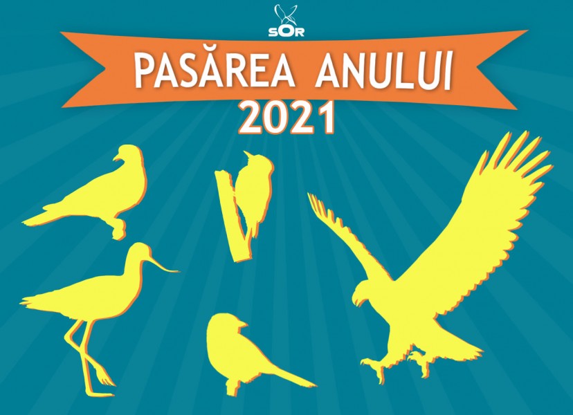 Societatea Ornitologică Română organizează a treia ediție a concursului „Pasărea Anului” în România