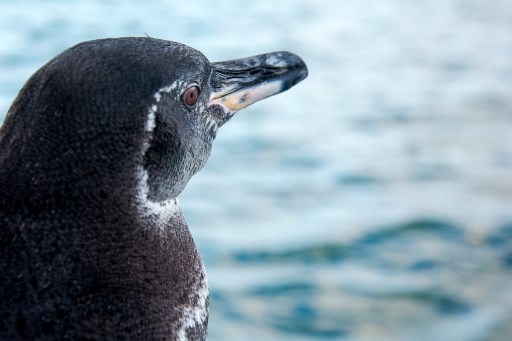 Numărul record de pinguini şi de cormorani în Insulele Galápagos