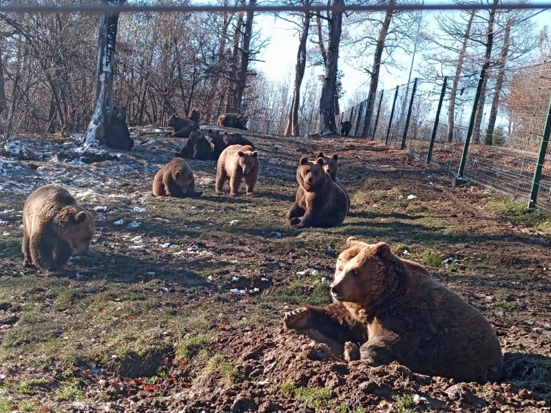 Acte caritabile pentru animalele sălbatice