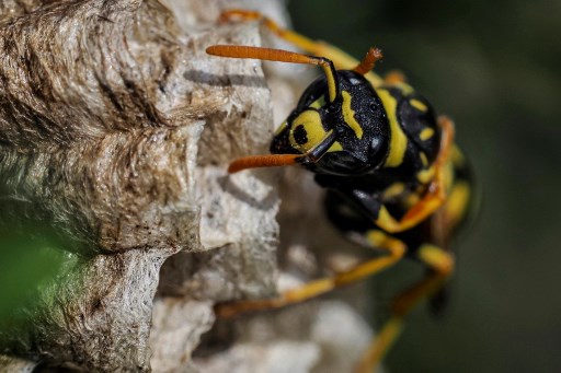 Primul cuib de viespi asiatice uriaşe descoperit în SUA a fost eradicat