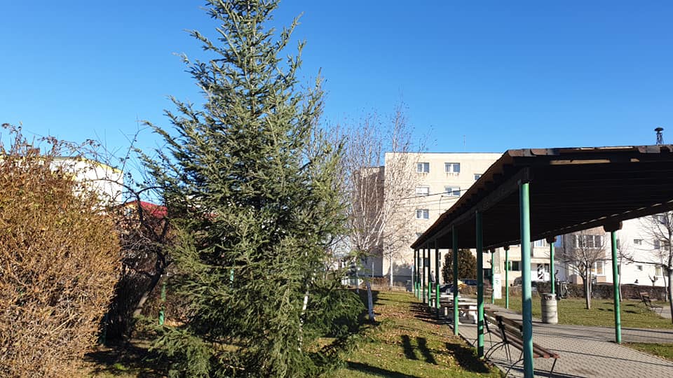 Autorităţile locale din Râşnov premiază cel mai frumos brad din cartier