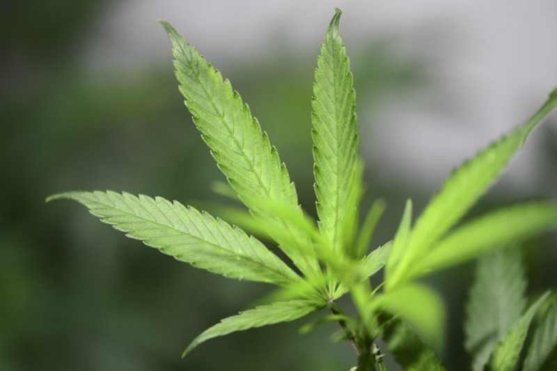 Votul Senatului mexican deschide calea legalizării cannabisului