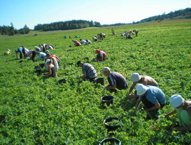 Joburi în Danemarca și Portugalia pentru agricultorii români