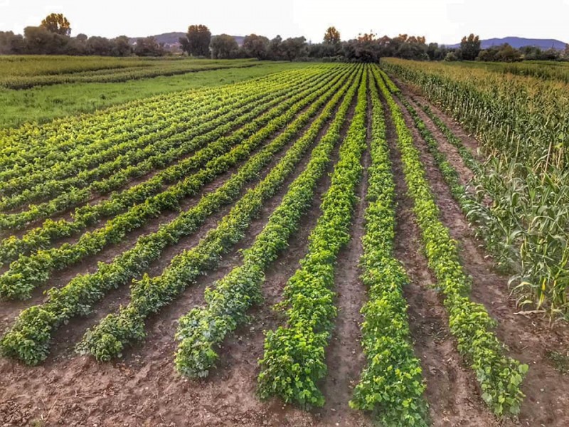 Cultivatorii de viţă de vie mai au la dispoziţie trei zile pentru a solicita ajutor de la stat