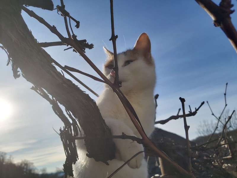 Vremea se încălzește în Transilvania