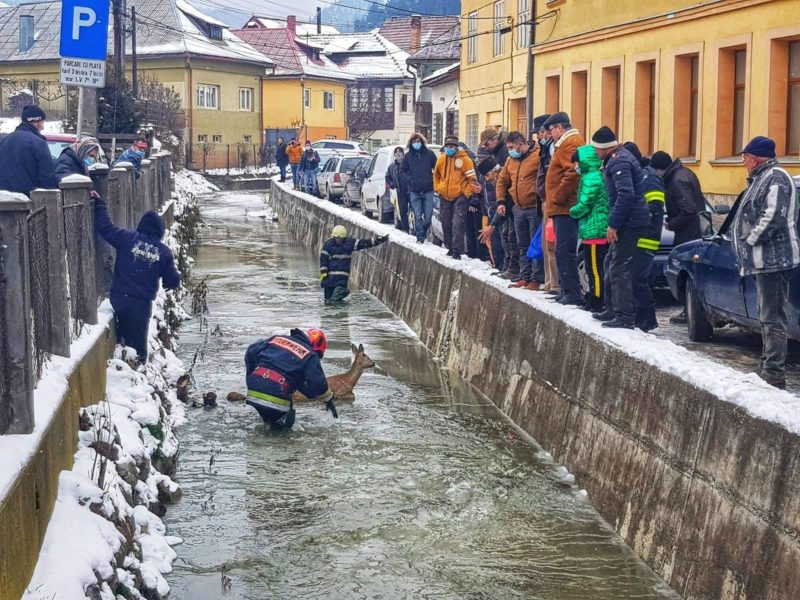 Câmpeni: căprioară blocată într-un sloi de gheaţă, salvată şi eliberată în pădure