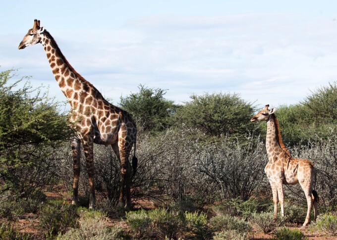 Girafe “pitice”, găsite în sălbăticie Girafe “pitice”, găsite în sălbăticie