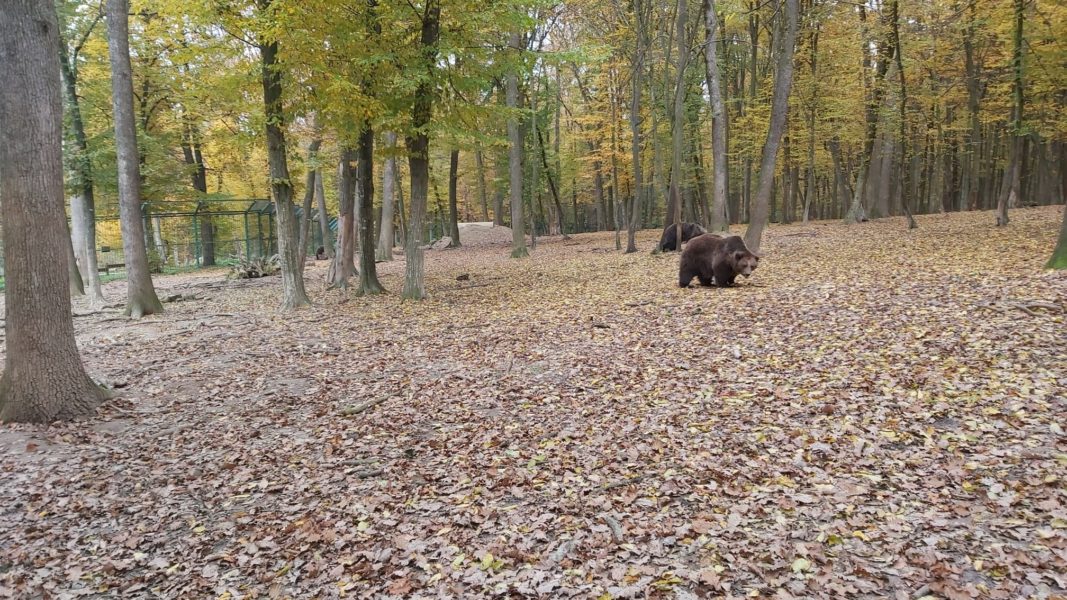 Urșii din Romania au intrat în atenția Parlamentului European