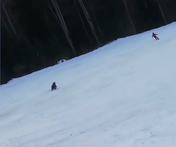 Ursul din Predeal, care a fugărit un schior, a fost relocat într-o pădure din vestul ţării Ursul din Predeal, care a fugărit un schior, a fost relocat într-o pădure din vestul ţării