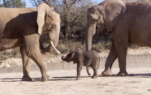 Experiment în grădinile zoo britanice pentru salvarea elefanţilor Experiment în grădinile zoo britanice pentru salvarea elefanţilor
