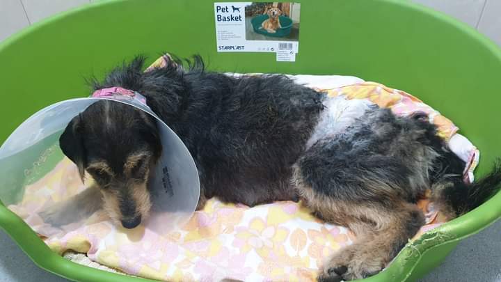 Mureș: Poliția animalelor s-a autosesizat în cazul unui câine grav rănit