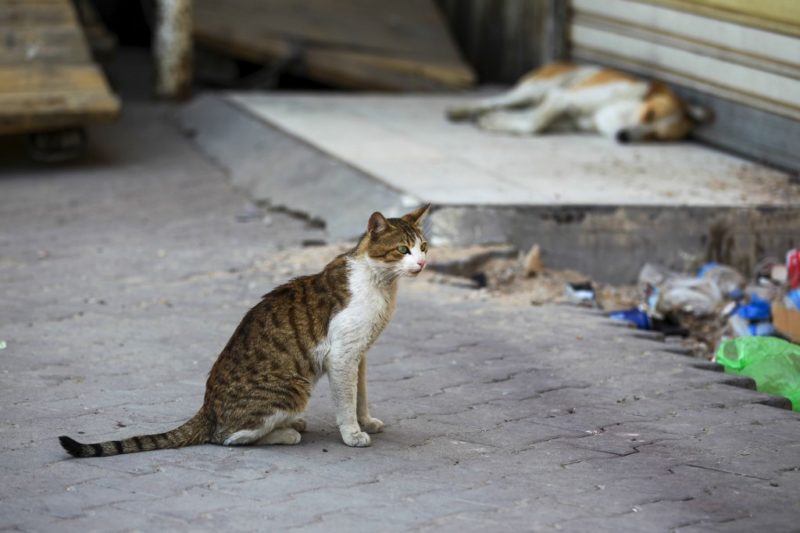 Reprezentanții ONG-urilor pentru protecția animalelor salută sprijinul acordat de autoritățile județului Mureș