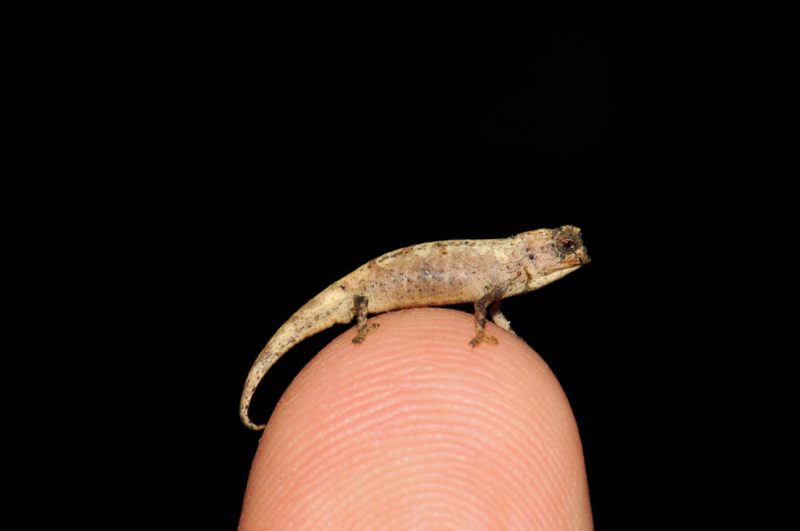 Cea mai mică reptilă din lume are doar 22 mm