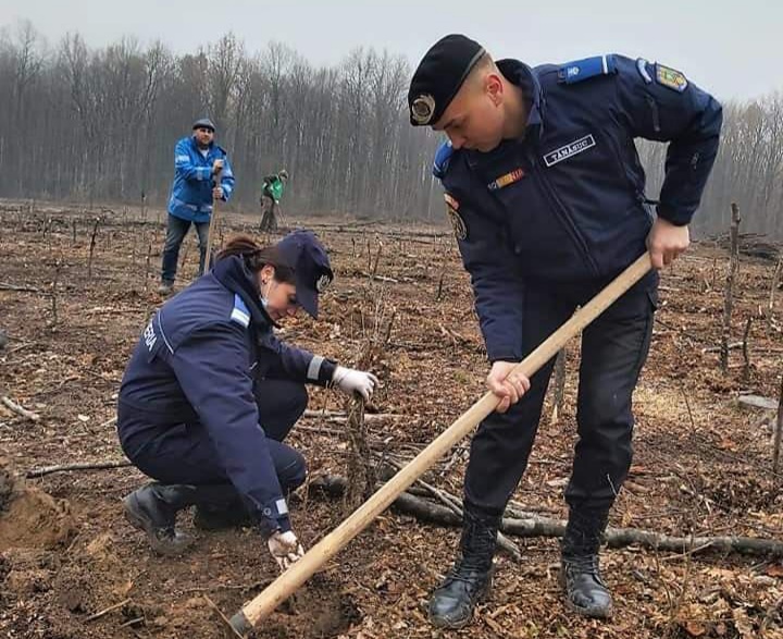 Jandarmii mureșeni plantează 171 de puieți, vineri, de Ziua Jandarmeriei