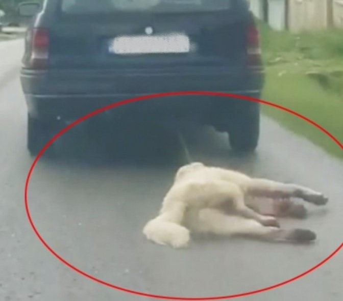 Mureșean amendat pentru schingiuirea unui câine