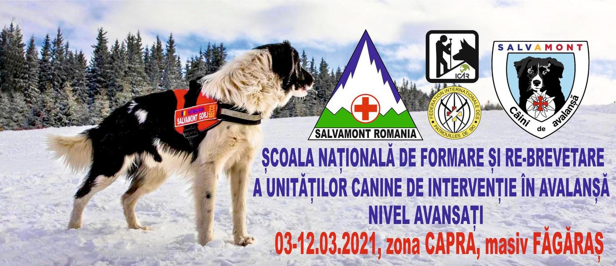 Câinii de intervenție la avalanșe participă la selecție în Munții Făgăraș Câinii de intervenție la avalanșe participă la selecție în Munții Făgăraș