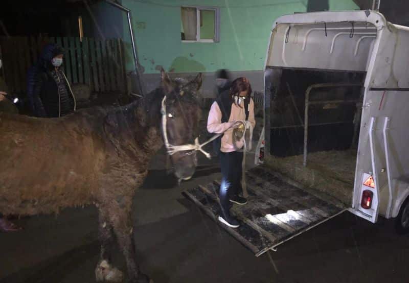 Primul ordin emis de Poliţia Animalelor Sibiu este pentru un cal încredinţat unui ONG