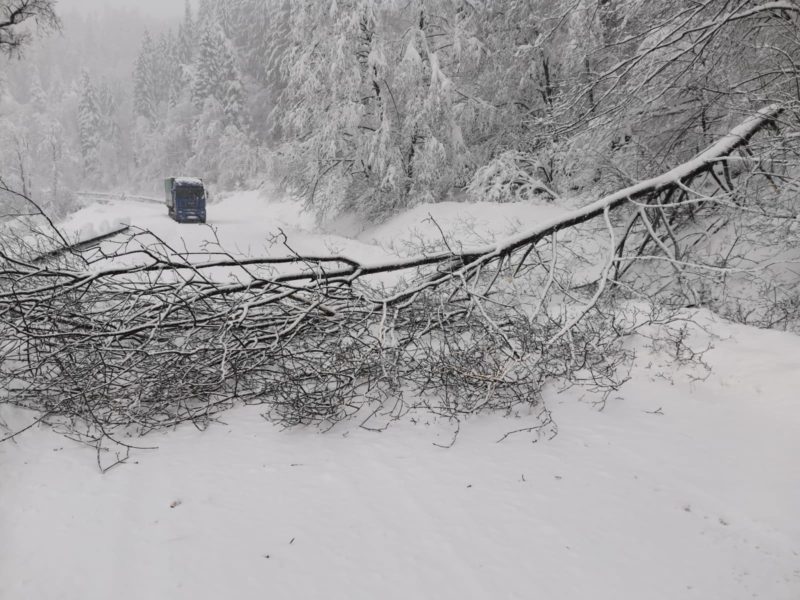 Covasna: Copaci căzuţi pe carosabil din cauza ninsorilor abundente