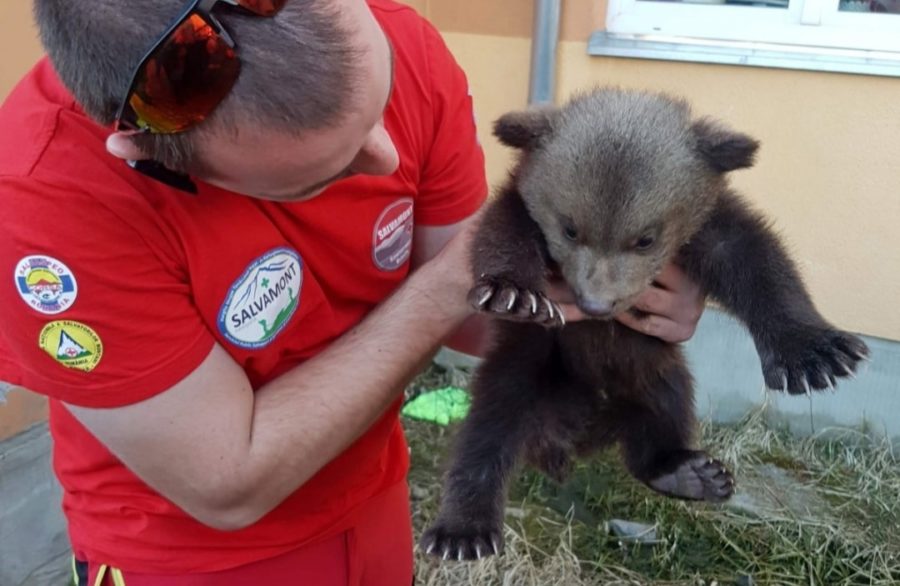 Harghita: pui de urs, găsit de salvamontişti și îngrijit de un veterinar