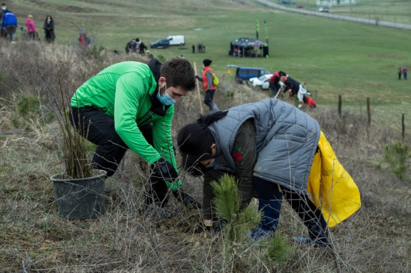 Plantare de copaci în comuna mureșeană Râciu