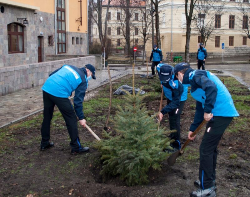 Jandarmii harghiteni au plantat, simbolic, 3 brazi, de ziua lor
