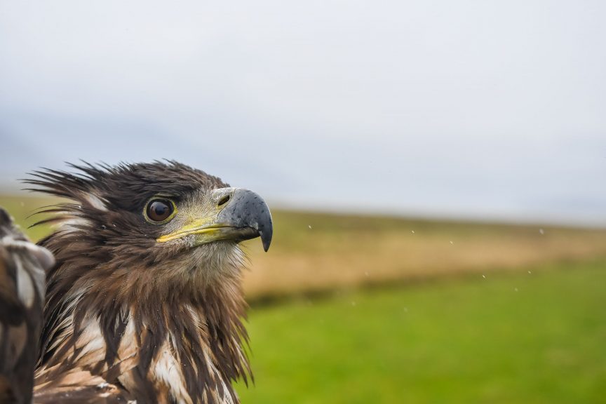 Un prădător de top a fost eliberat în natură
