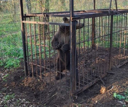 Ursul care dădea târcoale în zona cartierului Tudor din Târgu Mureș a fost capturat în această dimineață