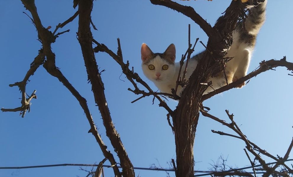 Cod galben de vânt în localităţi din judeţul Covasna, până la ora 12:00
