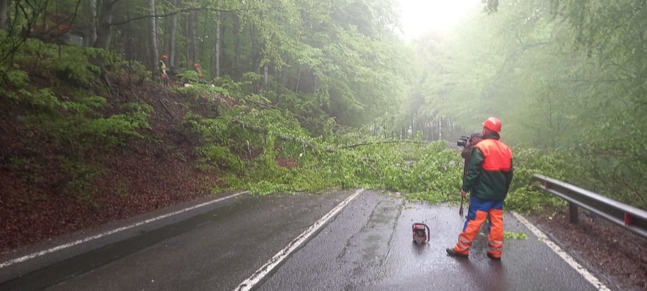 Harghita: Zeci de arbori care pun în pericol circulaţia, tăiaţi de pe marginea DN 13A Harghita: Zeci de arbori care pun în pericol circulaţia, tăiaţi de pe marginea DN 13A