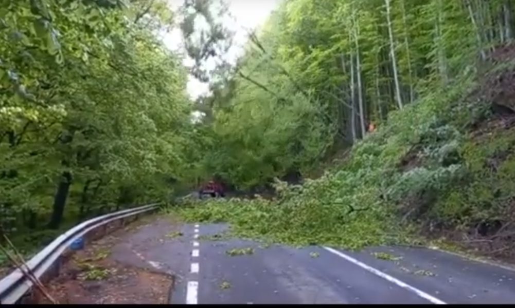 Peste 200 de arbori care riscau să cadă peste carosabil au fost îndepărtați de pe marginea DN13A