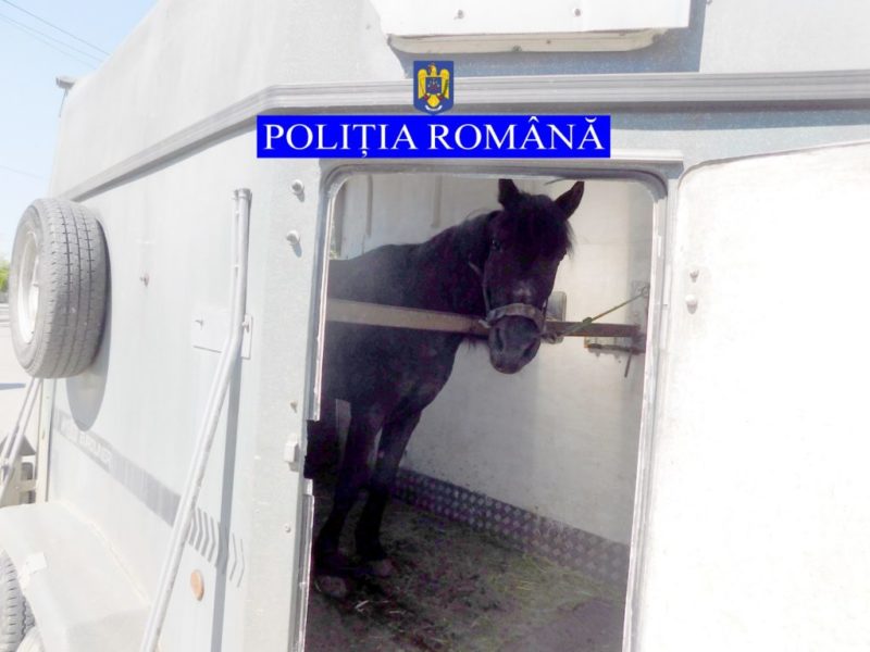 Mureșean cercetat pentru rănirea sau schingiurea animalelor