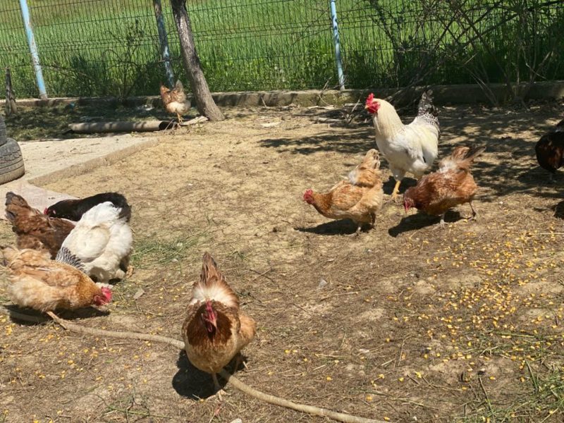 După Mureș, un nou caz de gripă aviară confirmat în Harghita