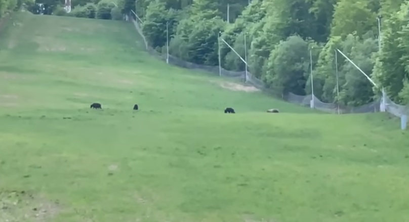 Patru urşi, filmaţi pe o pârtie de schi din staţiunea Şugaş Băi