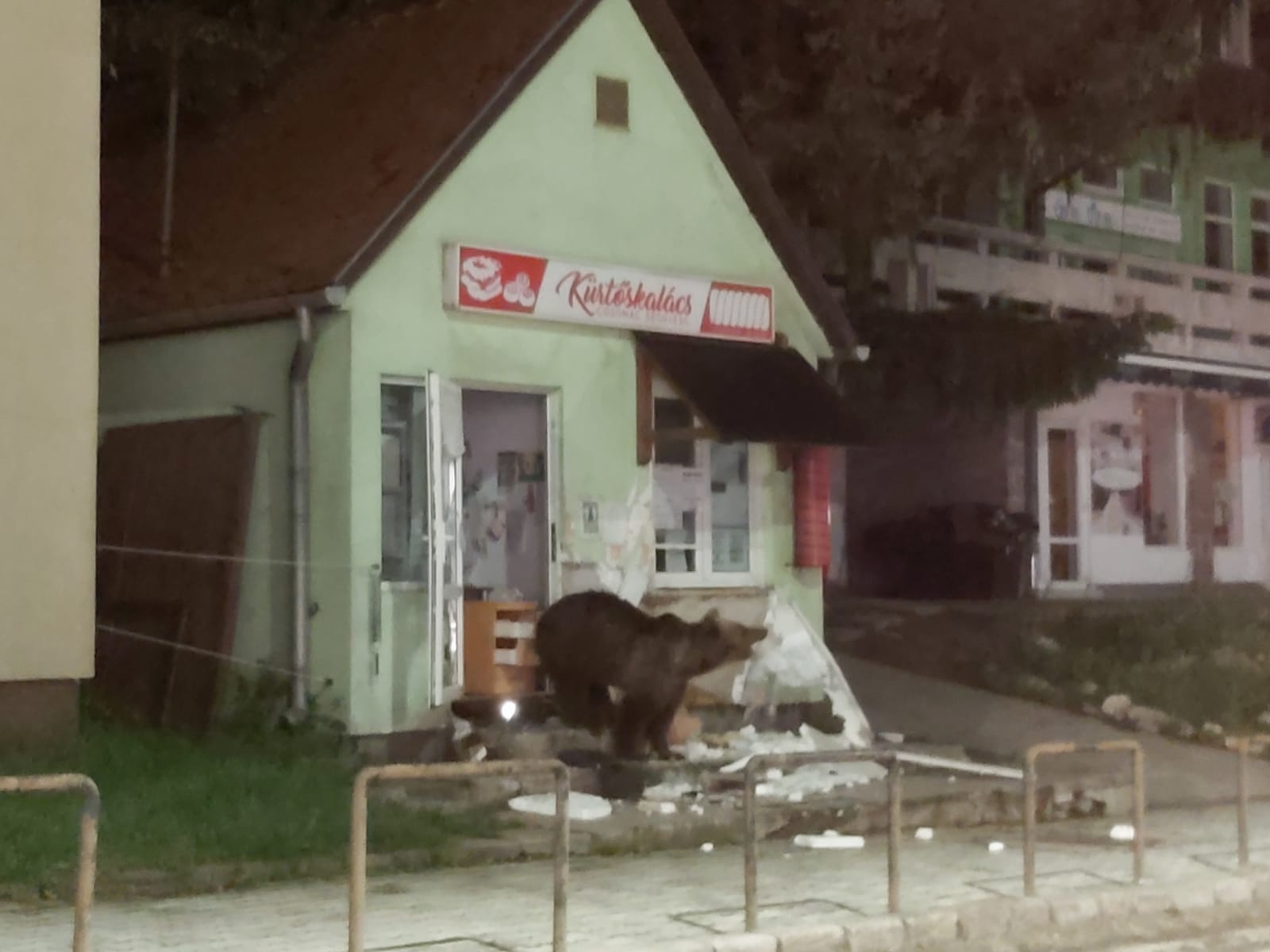 Urși într-o pensiune şi un magazin din Băile Tuşnad