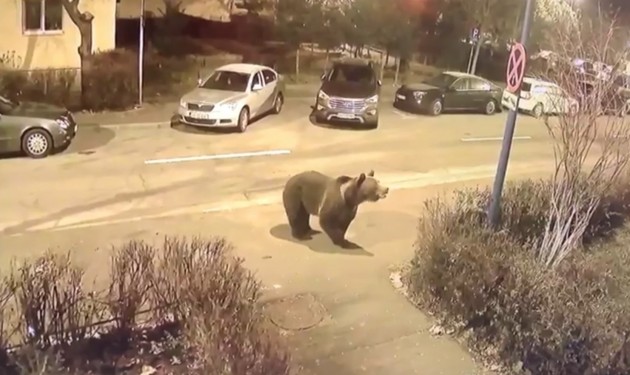 Prezenţa unui urs, semnalată de preşedintele CJ în preajma Spitalului Judeţean, la Miercurea-Ciuc