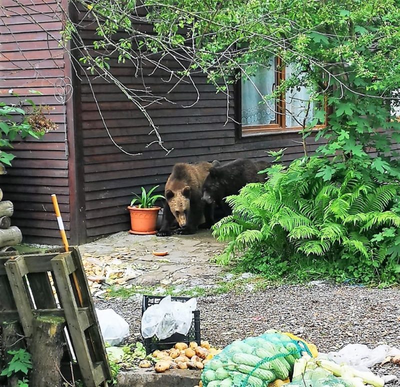 Doi urşi care au intrat în curtea unei pensiuni au fost tranchilizaţi şi mutaţi în pădure