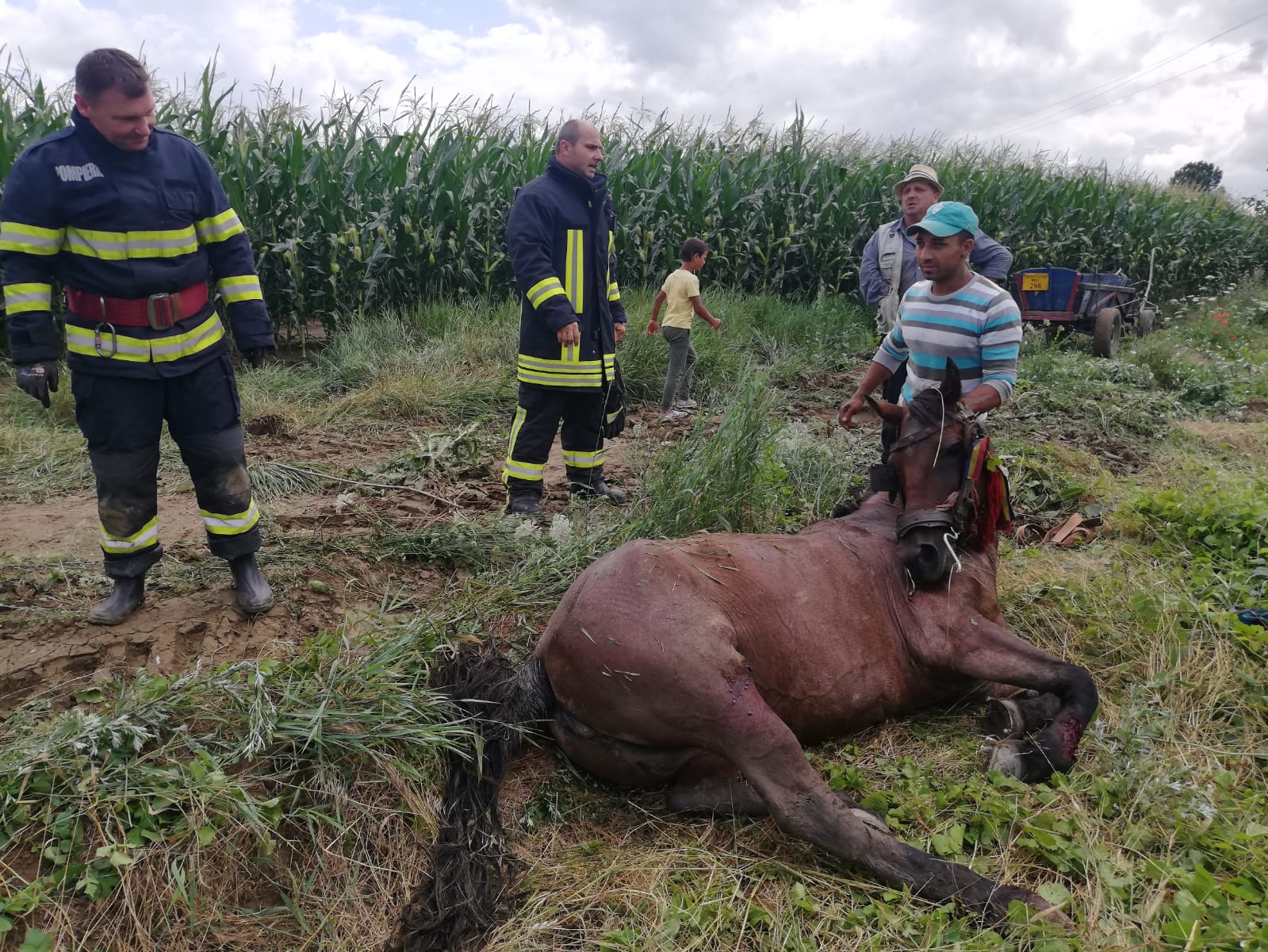Cal salvat din fântână, la Târnăveni