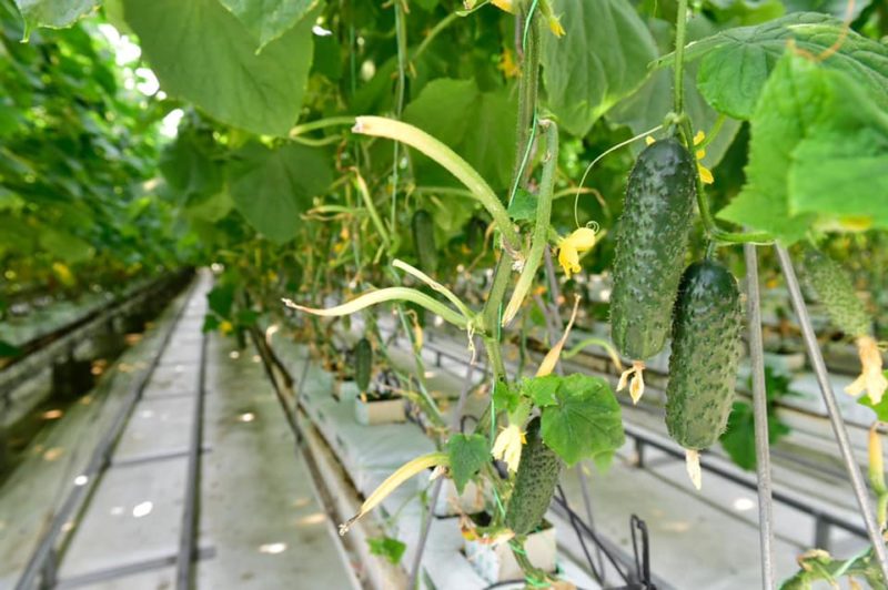 Peste 90 de agricultori mureșeni au solicitat sprijin pentru culturi de legume