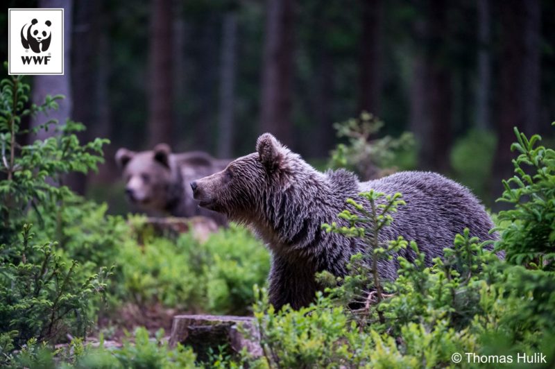 Atacurile urşilor asupra zonelor locuite din judeţul Covasna s-au intensificat în ultimii ani Atacurile urşilor asupra zonelor locuite din judeţul Covasna s-au intensificat în ultimii ani