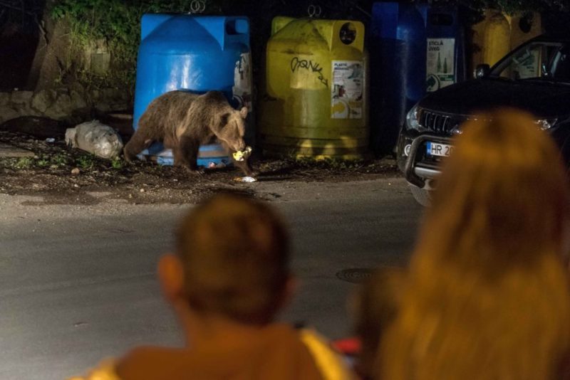 Harghita: 343 de mesaje RO-ALERT privind prezenţa urşilor în zonele locuite, de la începutul anului
