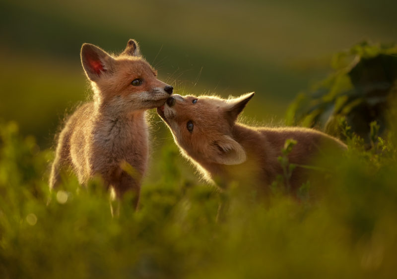 Vulpile, cele mai des accidentate animale de pe drumurile publice