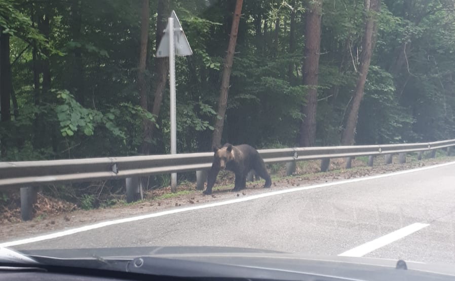10 intervenții pentru îndepărtarea urşilor din localități harghitene, în acest weekend