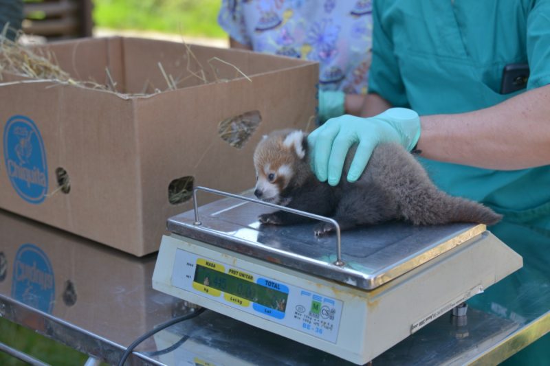 La Brașov s-au născut singurii pui de panda roșu din România