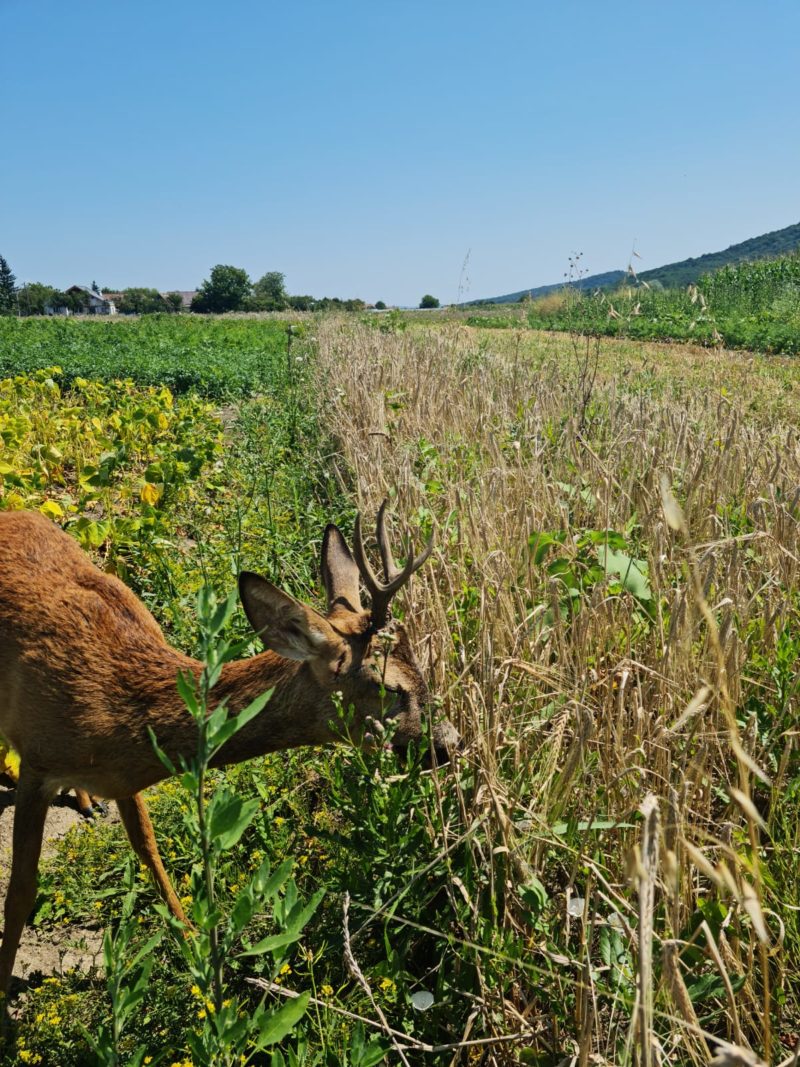 Și animalele sălbatice suferă din cauza caniculei!