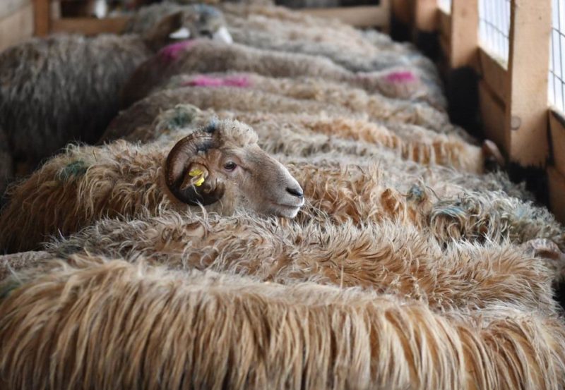 Autorităţile atrag atenţia că transportul animalelor vii este interzis în perioada caniculei