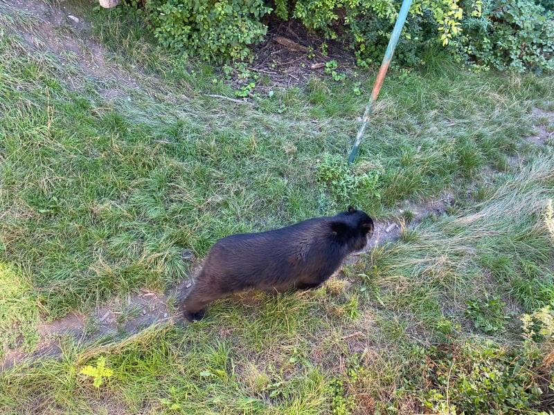 O familie din Harghita a pierdut 3 vaci într-o noapte din cauza unui urs